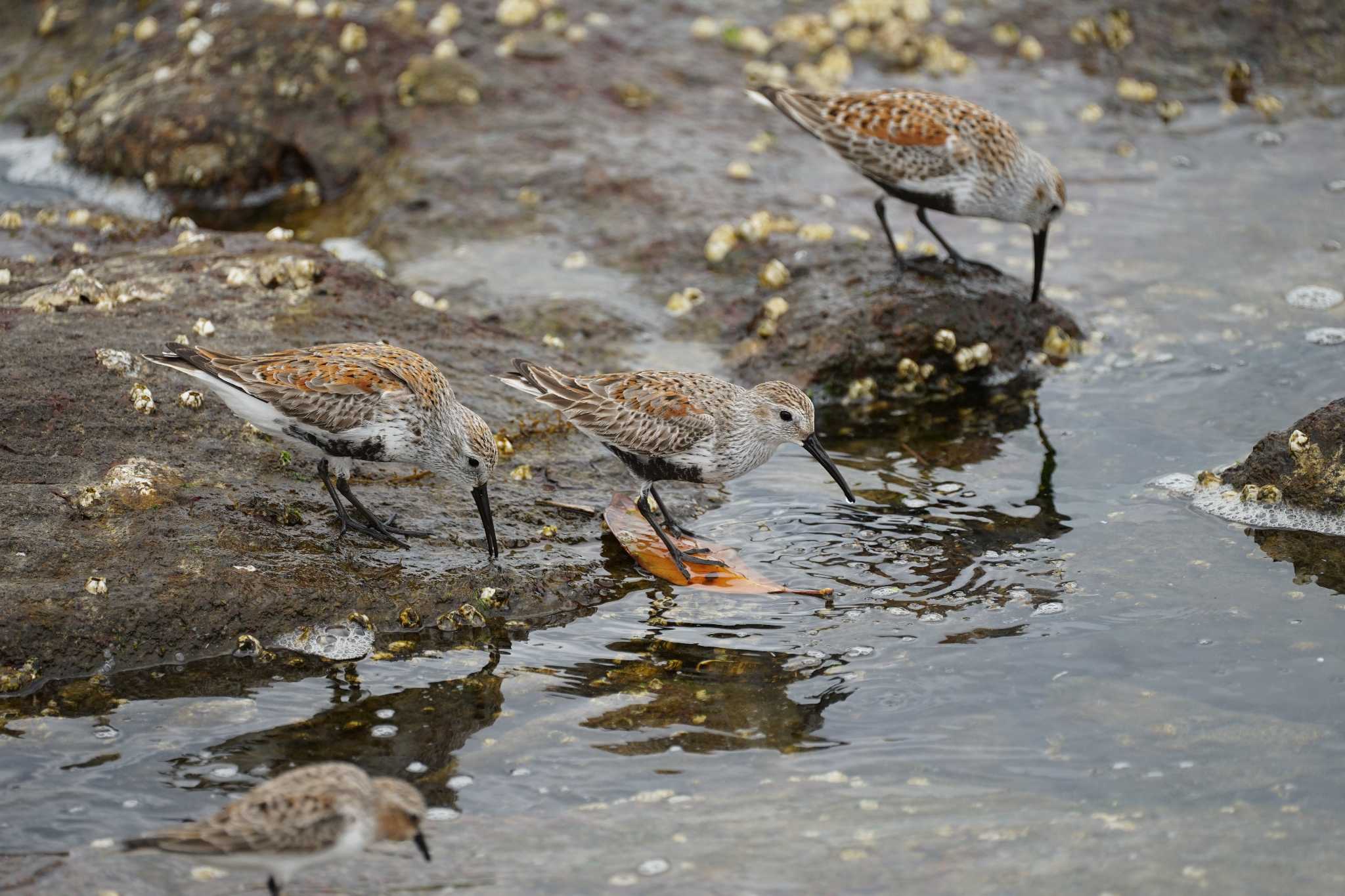 Dunlin