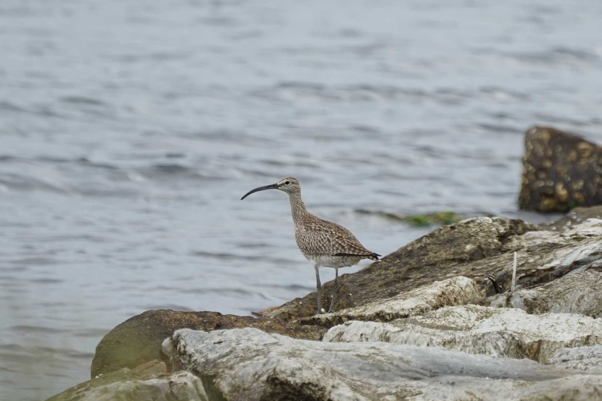 Photo of Eurasian Whimbrel at 飯梨川河口(島根県安来市) by ひらも