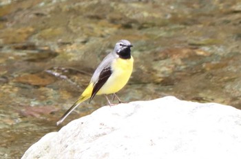 Grey Wagtail 山梨県 Fri, 5/6/2022