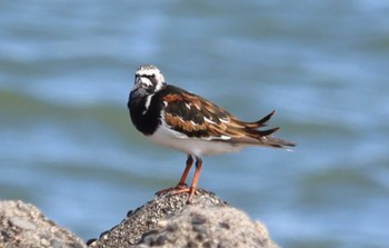 2022年5月11日(水) 伊勢湾・三重県海岸の野鳥観察記録