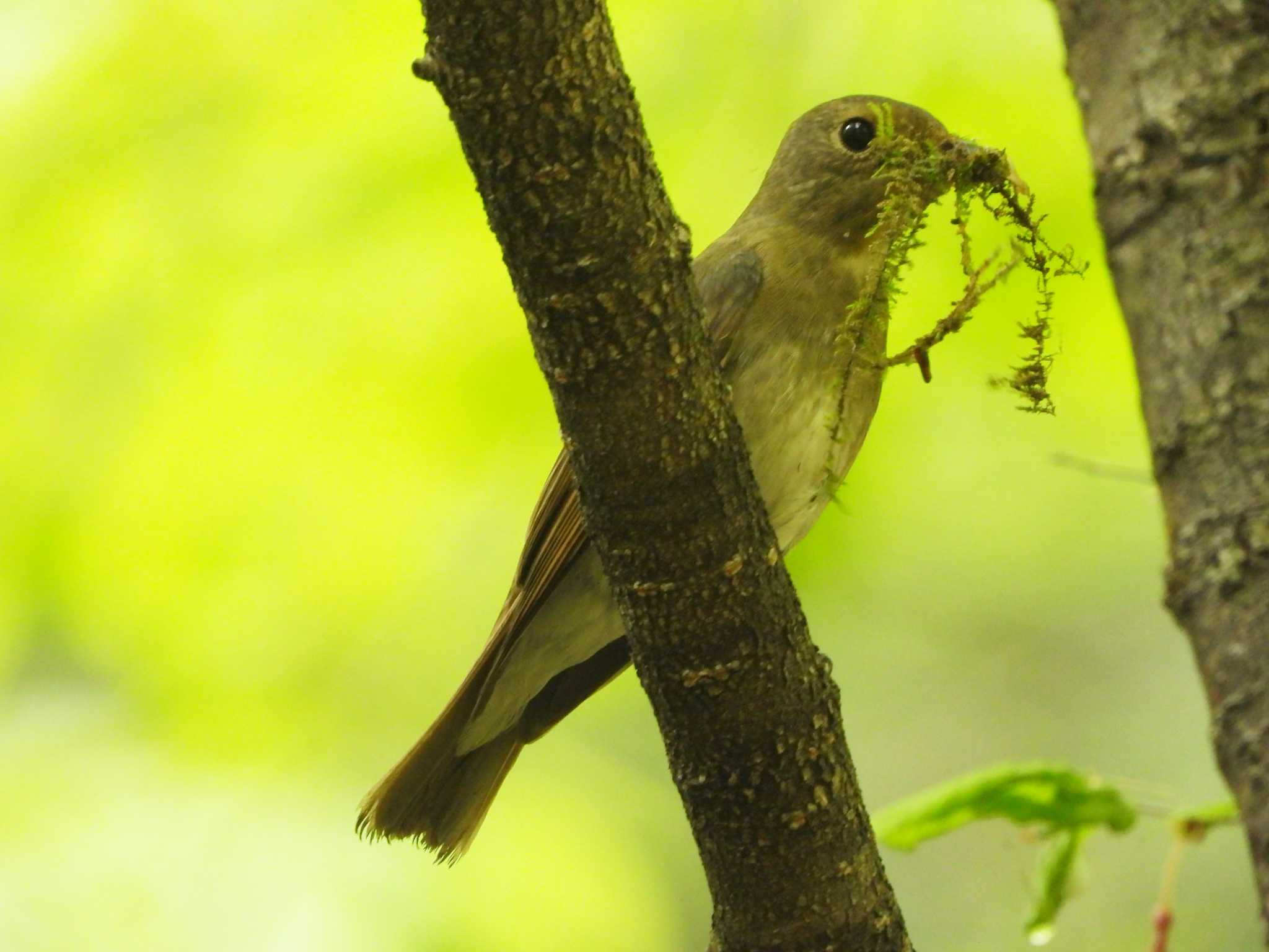 Photo of Blue-and-white Flycatcher at 太白山自然観察の森 by ぴーさん