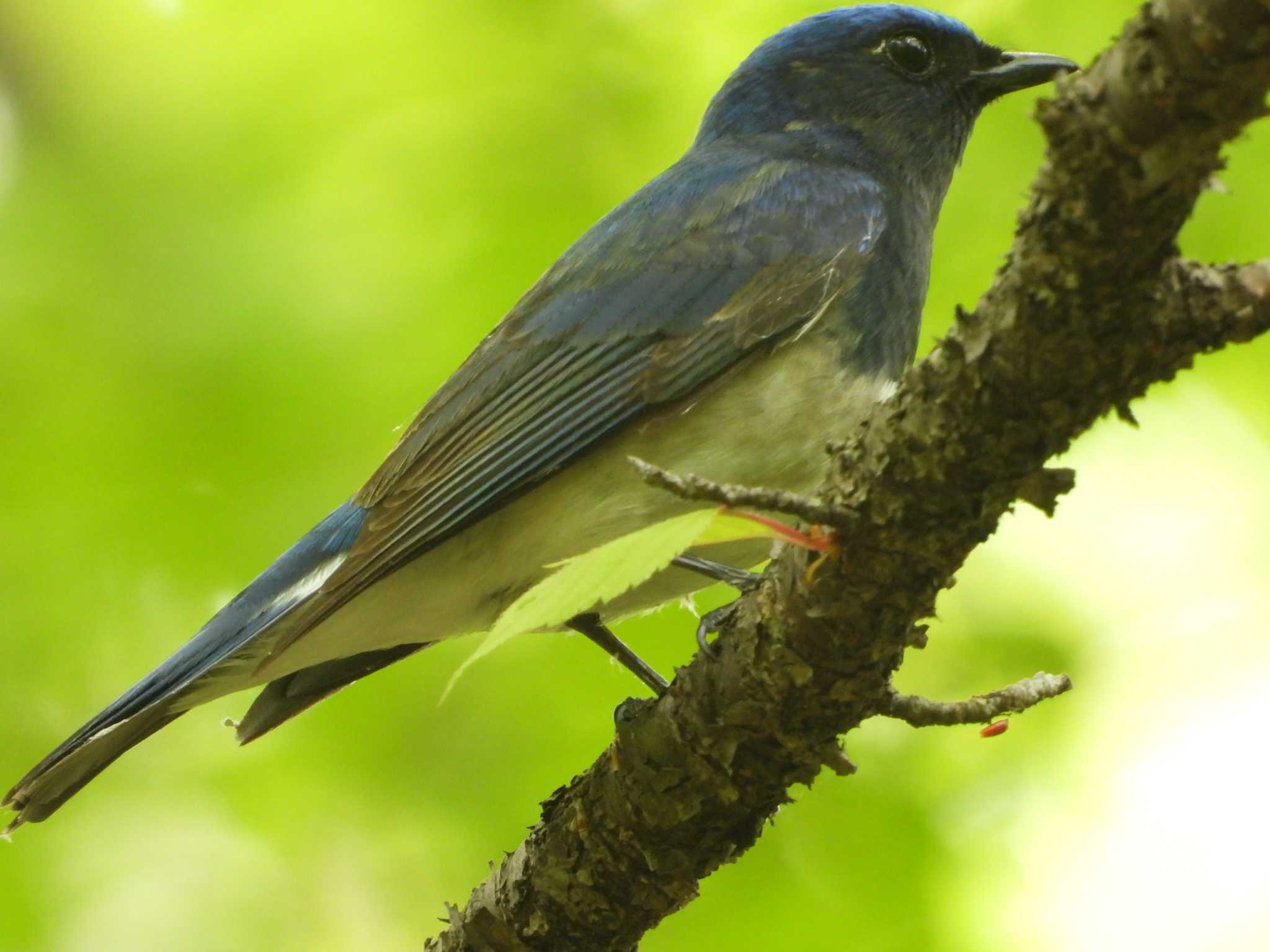 Photo of Blue-and-white Flycatcher at 太白山自然観察の森 by ぴーさん