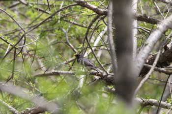 クロツグミ 西岡公園(西岡水源地) 2022年5月12日(木)