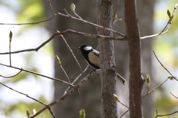 2022年5月12日(木) 西岡公園(西岡水源地)の野鳥観察記録