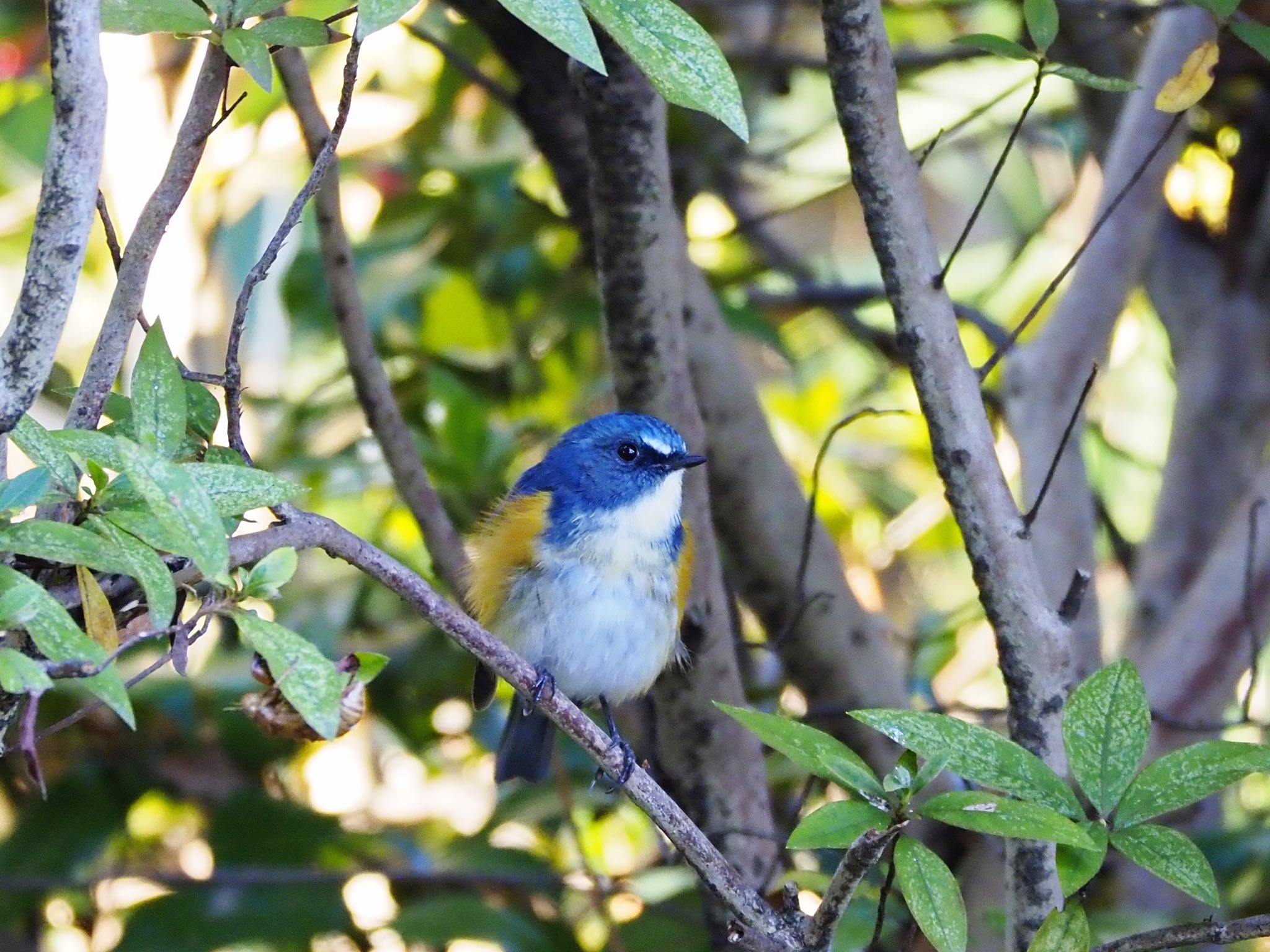 Red-flanked Bluetail