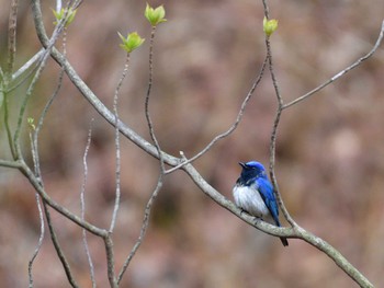 2022年5月4日(水) 奥塩原新湯温泉の野鳥観察記録