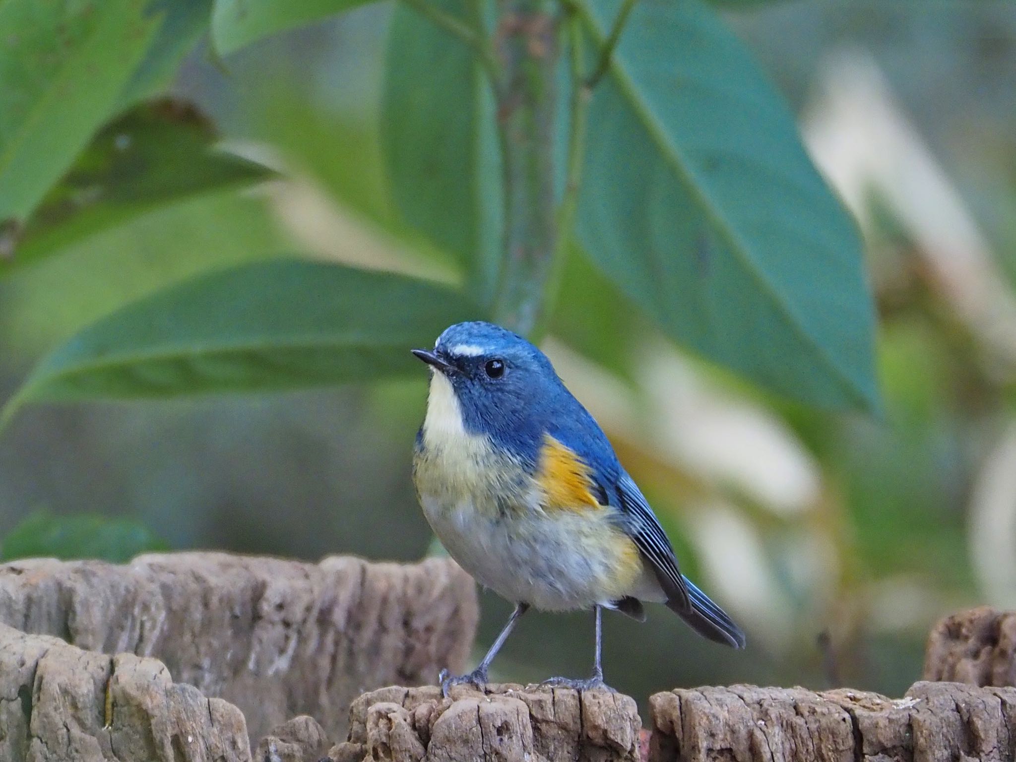 Red-flanked Bluetail