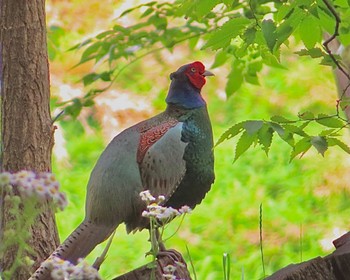 2022年5月11日(水) 水辺の森公園の野鳥観察記録