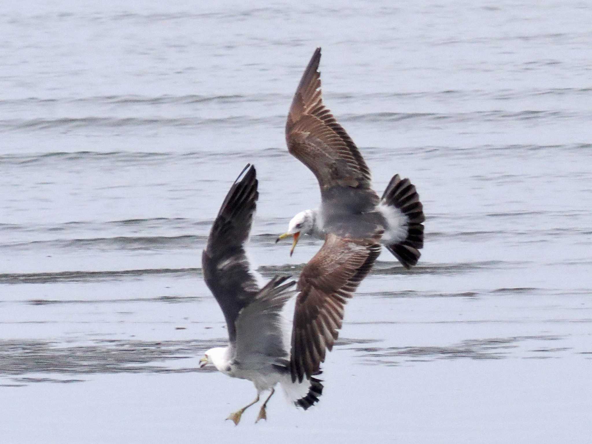 葛西臨海公園 ウミネコの写真 by 藤原奏冥