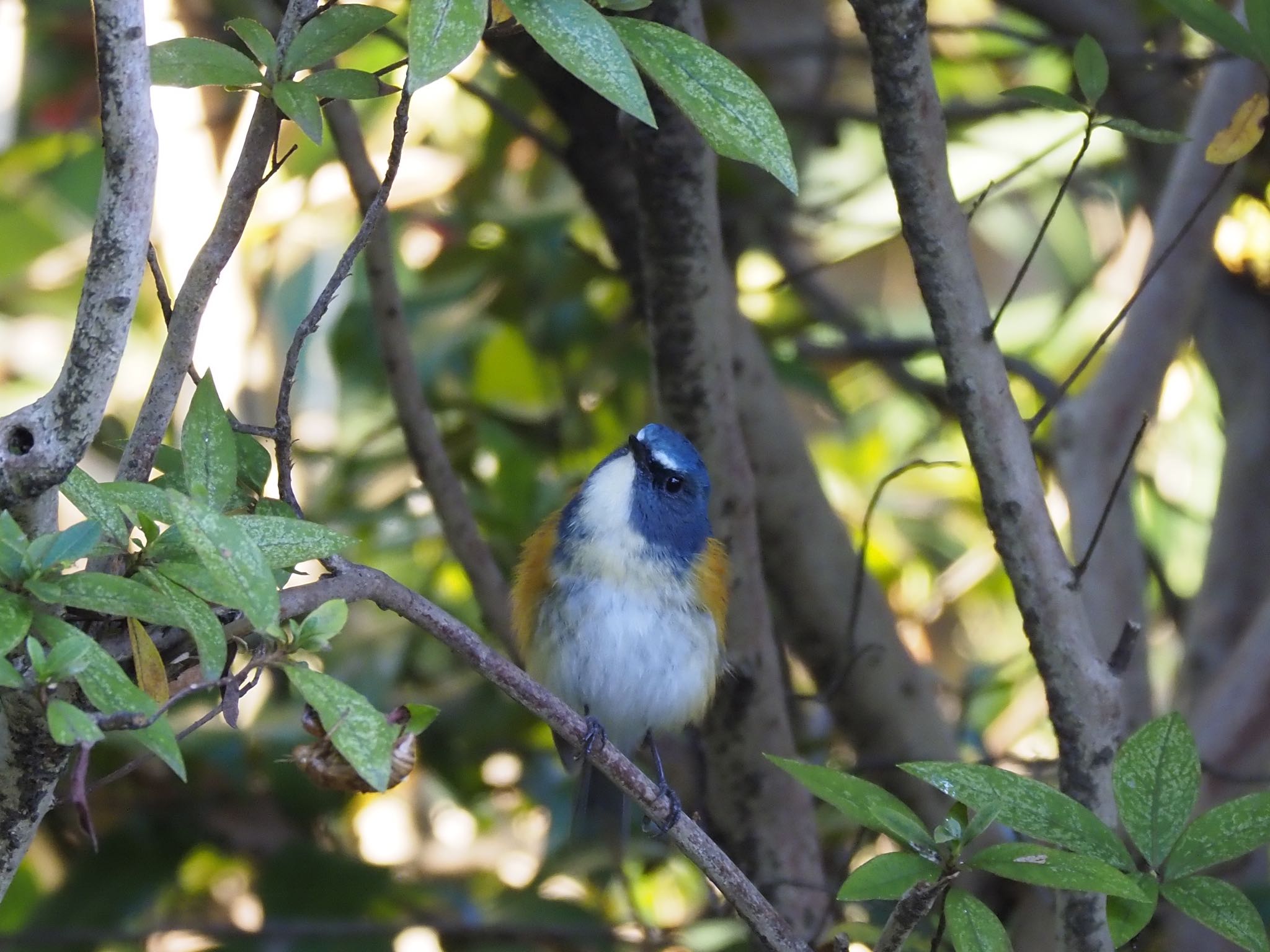 Red-flanked Bluetail