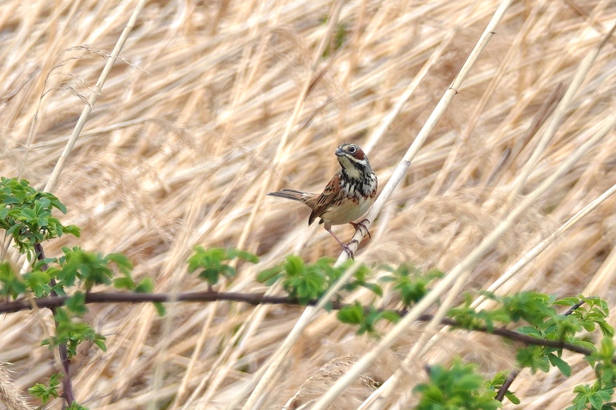 青森県 ホオアカの写真 by のどか