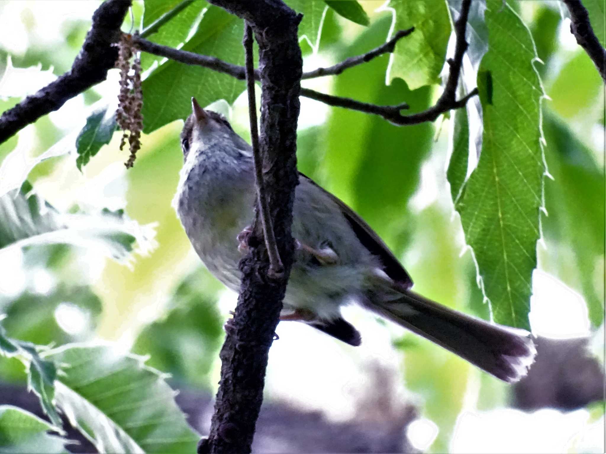 舞岡公園 ウグイスの写真 by KAWASEMIぴー