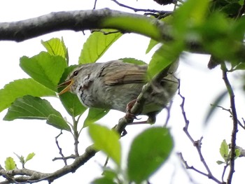 2022年5月12日(木) 舞岡公園の野鳥観察記録