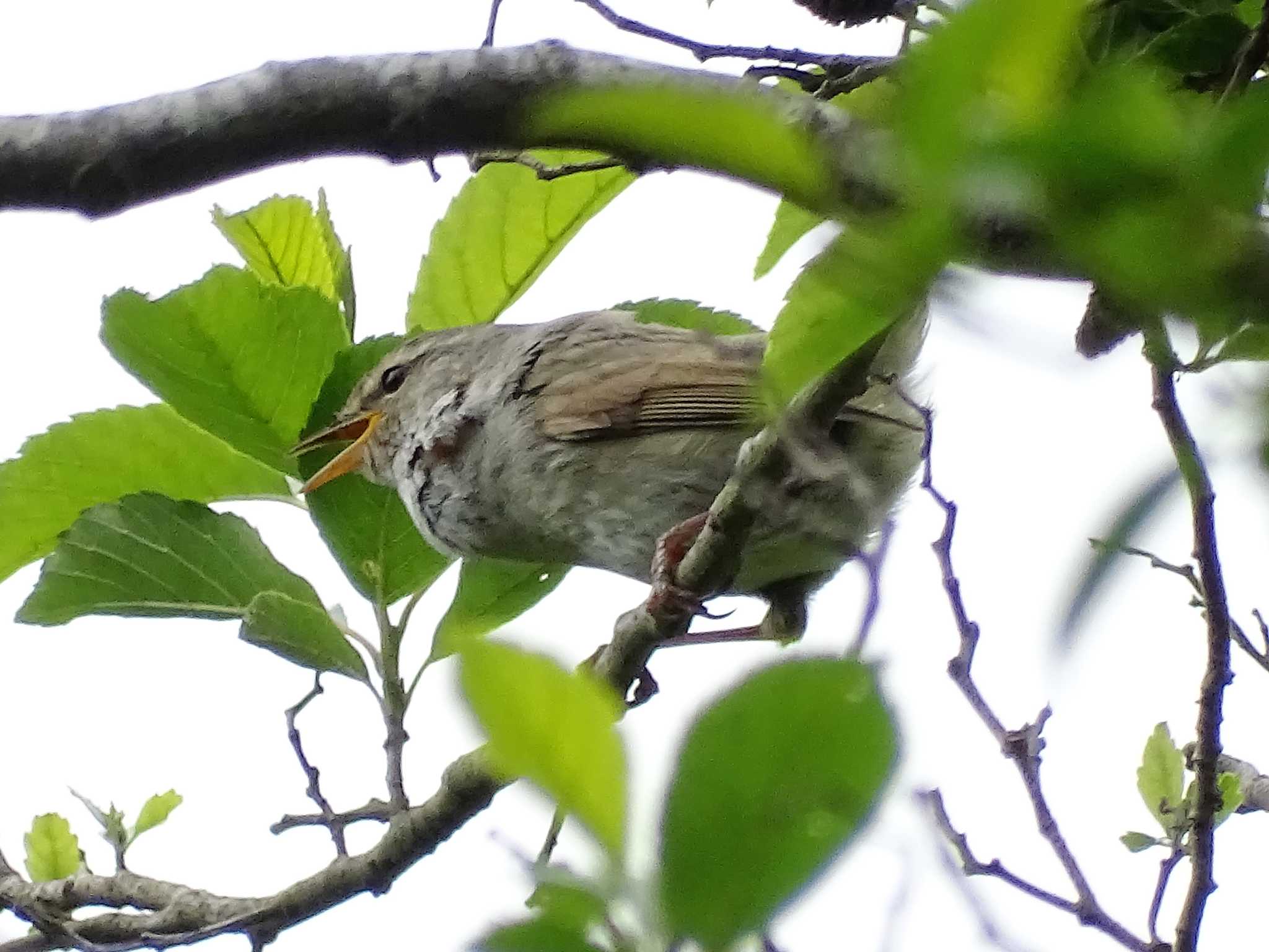 舞岡公園 ウグイスの写真 by KAWASEMIぴー