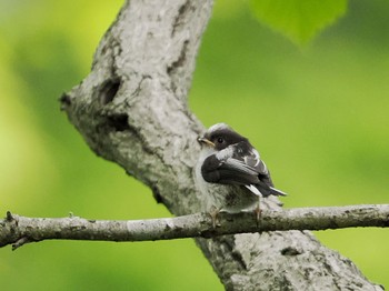 Long-tailed Tit 四季の森公園(横浜市緑区) Sun, 5/1/2022