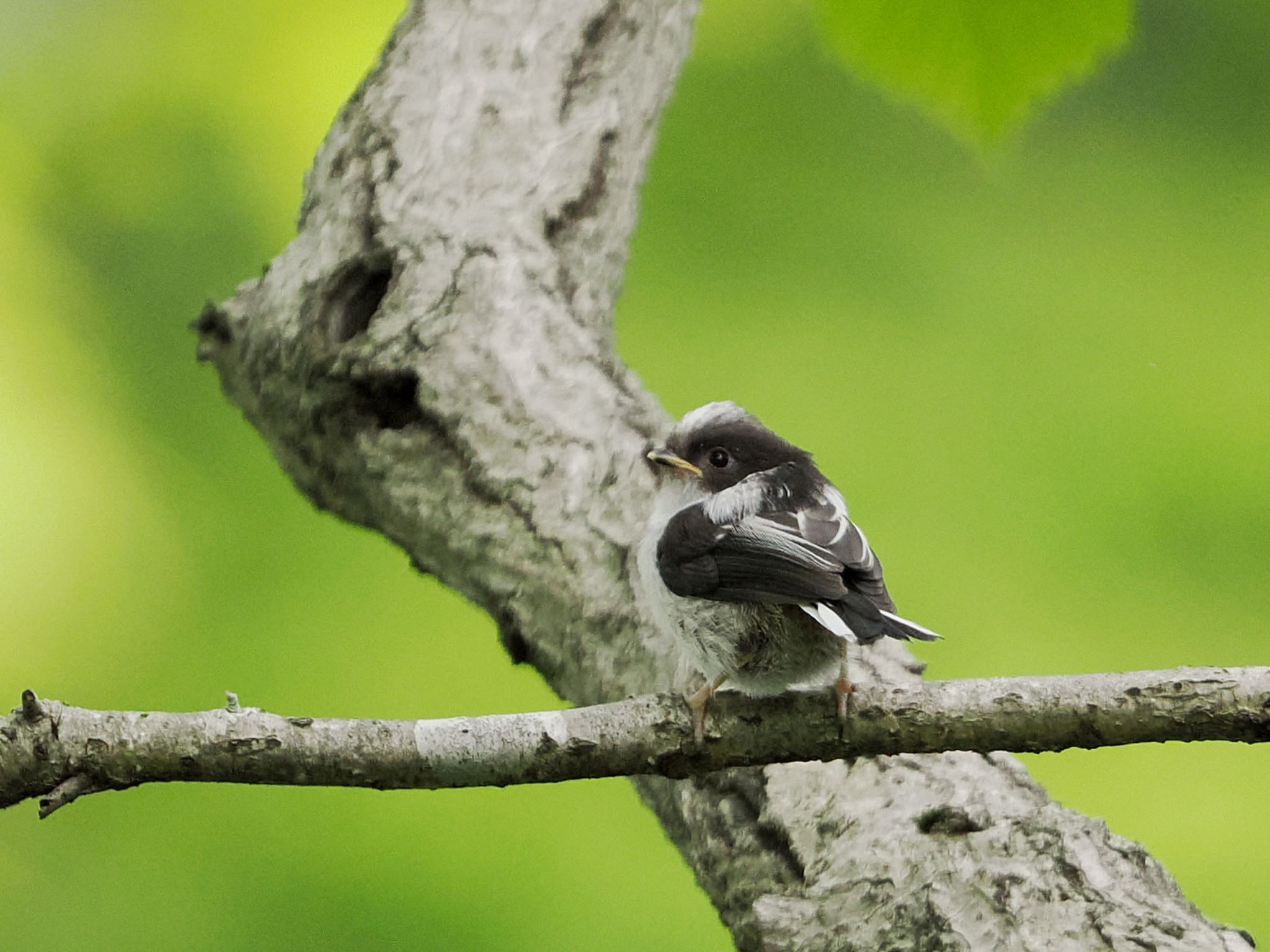 Long-tailed Tit