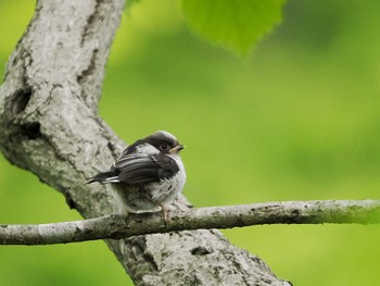 Long-tailed Tit 四季の森公園(横浜市緑区) Sun, 5/1/2022