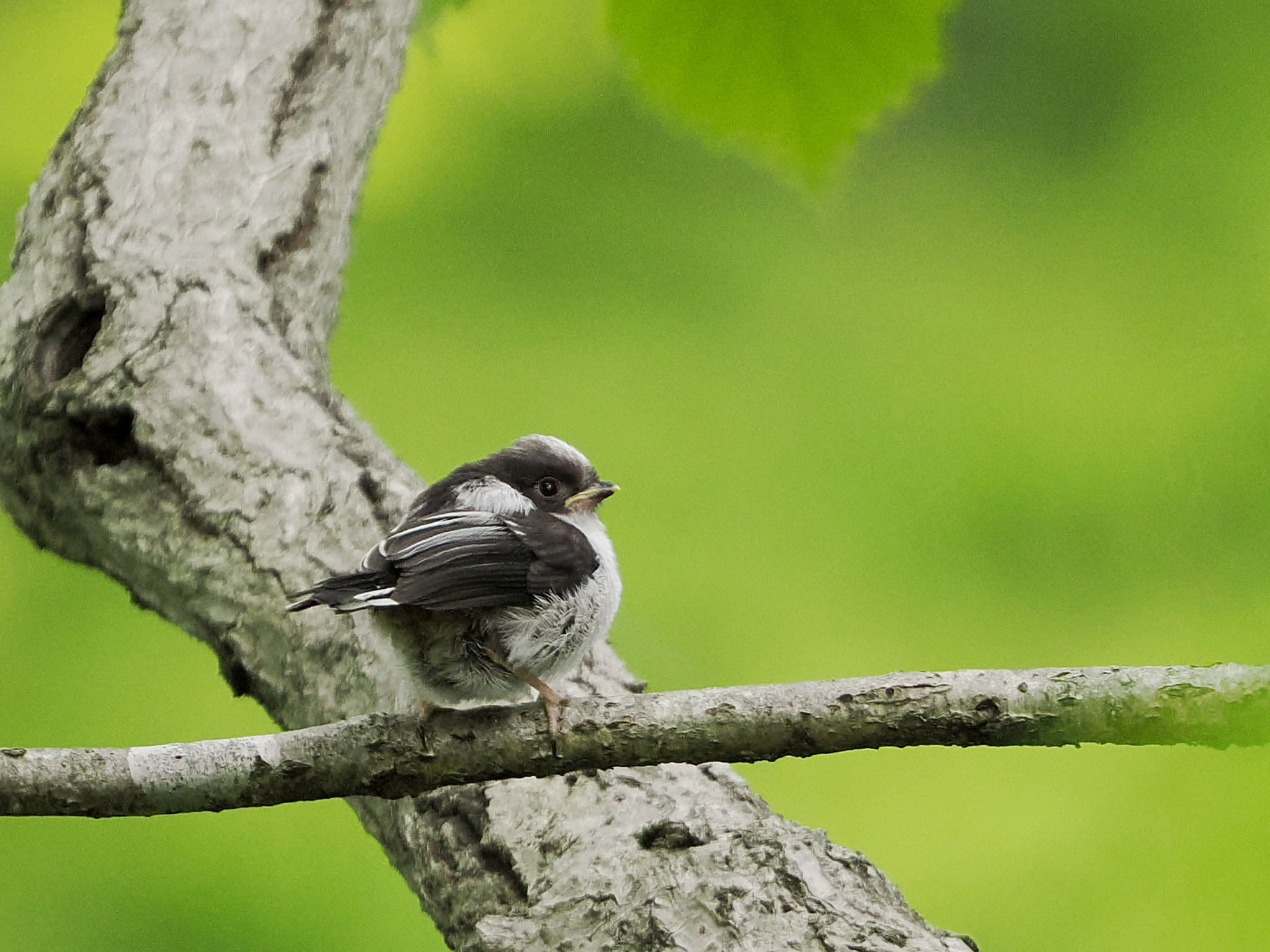 Long-tailed Tit