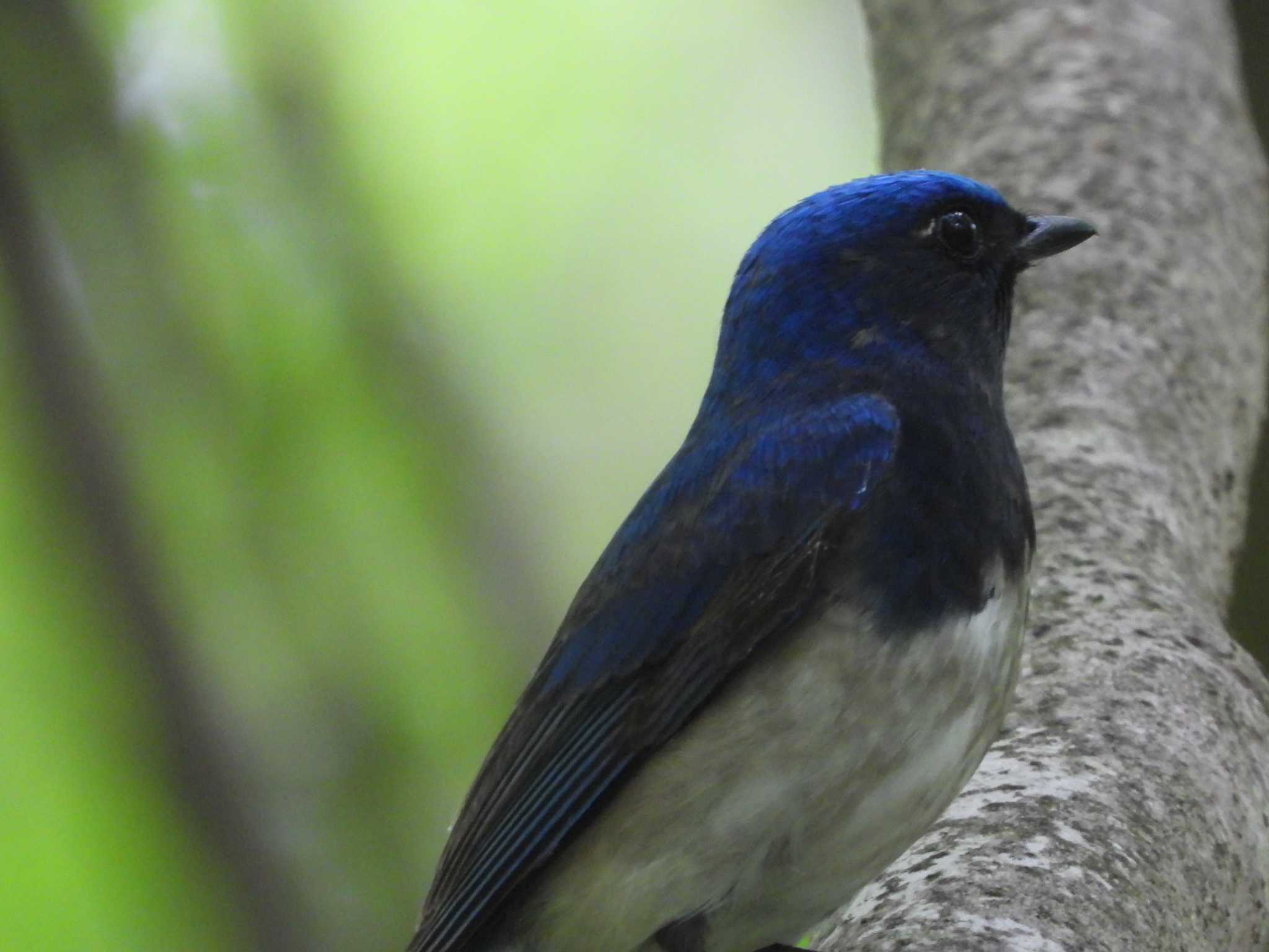 Blue-and-white Flycatcher