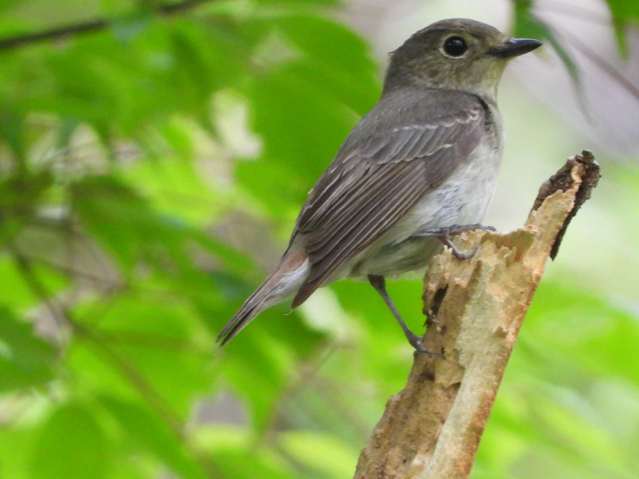 Narcissus Flycatcher