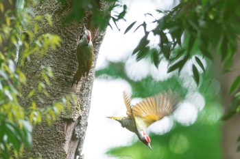 アオゲラ 座間谷戸山公園 2022年5月6日(金)