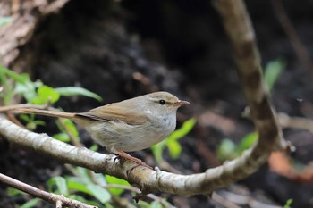 Japanese Bush Warbler Unknown Spots Sat, 5/7/2022