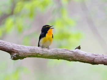 2022年4月28日(木) 山中湖の野鳥観察記録