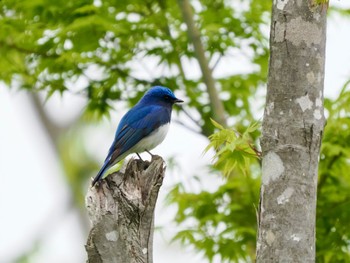 2022年4月28日(木) 御胎内の野鳥観察記録