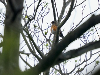 Brown-headed Thrush 塩嶺御野立公園 Thu, 5/5/2022