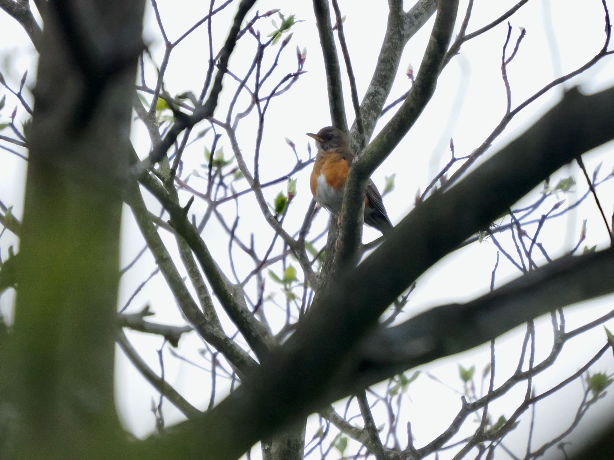 Brown-headed Thrush