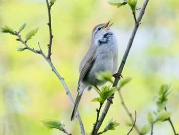 Japanese Bush Warbler 塩嶺御野立公園 Thu, 5/5/2022