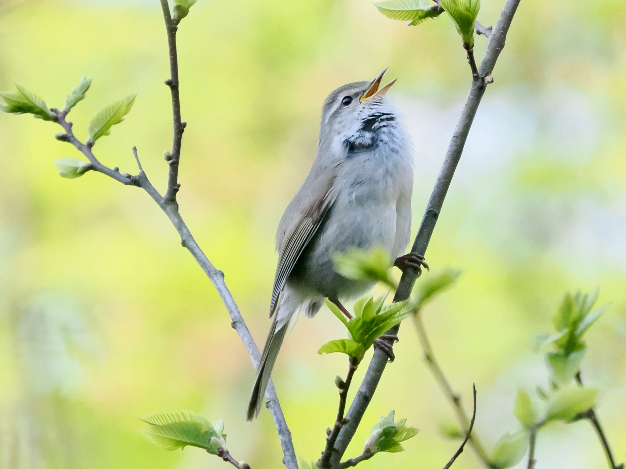 Japanese Bush Warbler