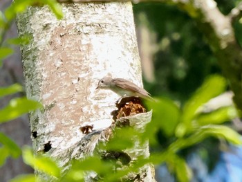 Asian Brown Flycatcher 塩嶺御野立公園 Thu, 5/5/2022