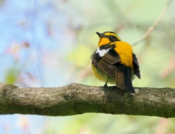 Narcissus Flycatcher 塩嶺御野立公園 Thu, 5/5/2022