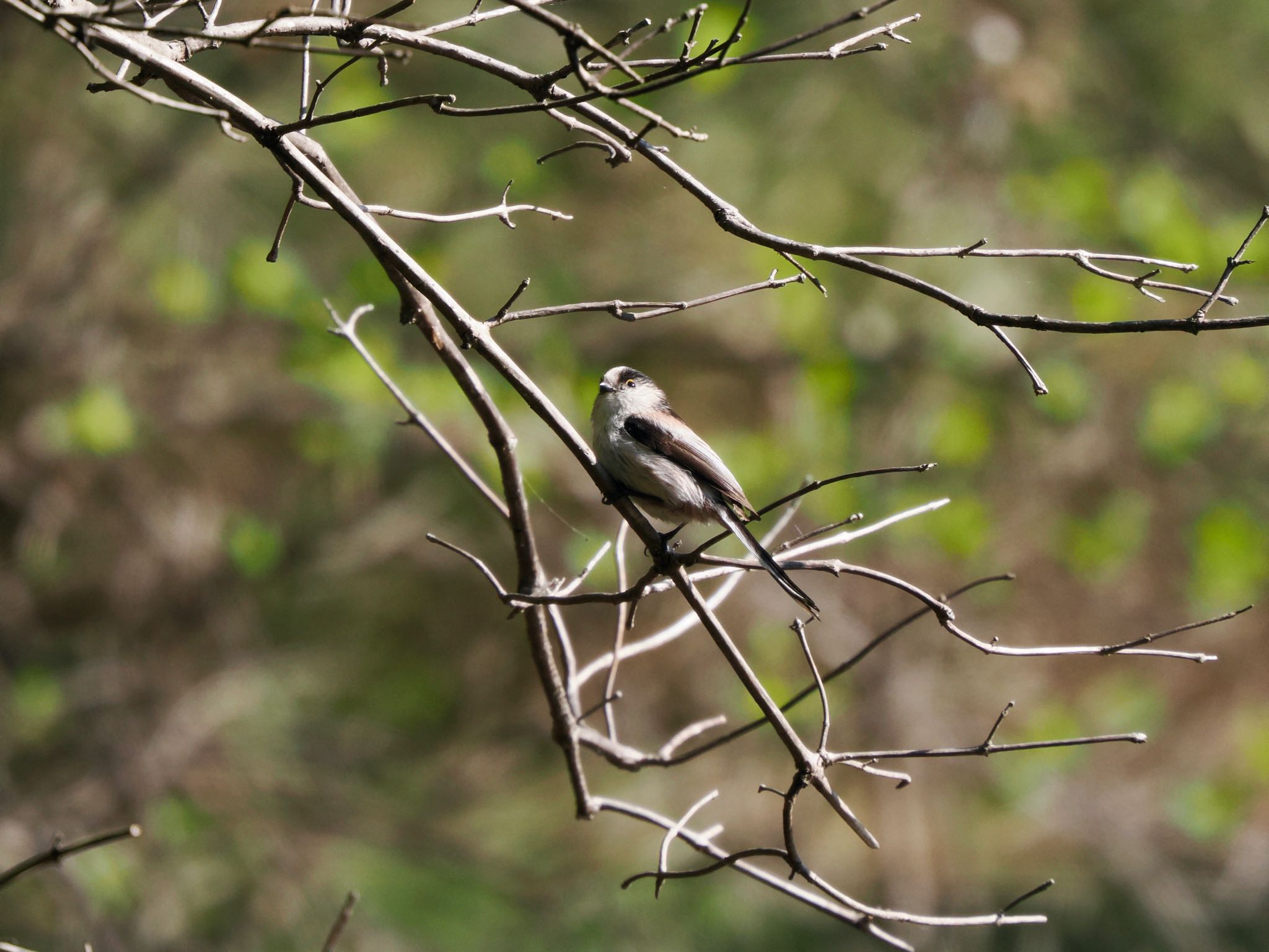 Long-tailed Tit