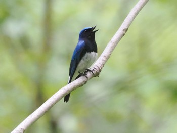 Blue-and-white Flycatcher 烏川渓谷緑地 Thu, 5/5/2022