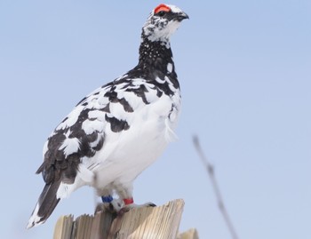 Fri, 5/6/2022 Birding report at Murododaira