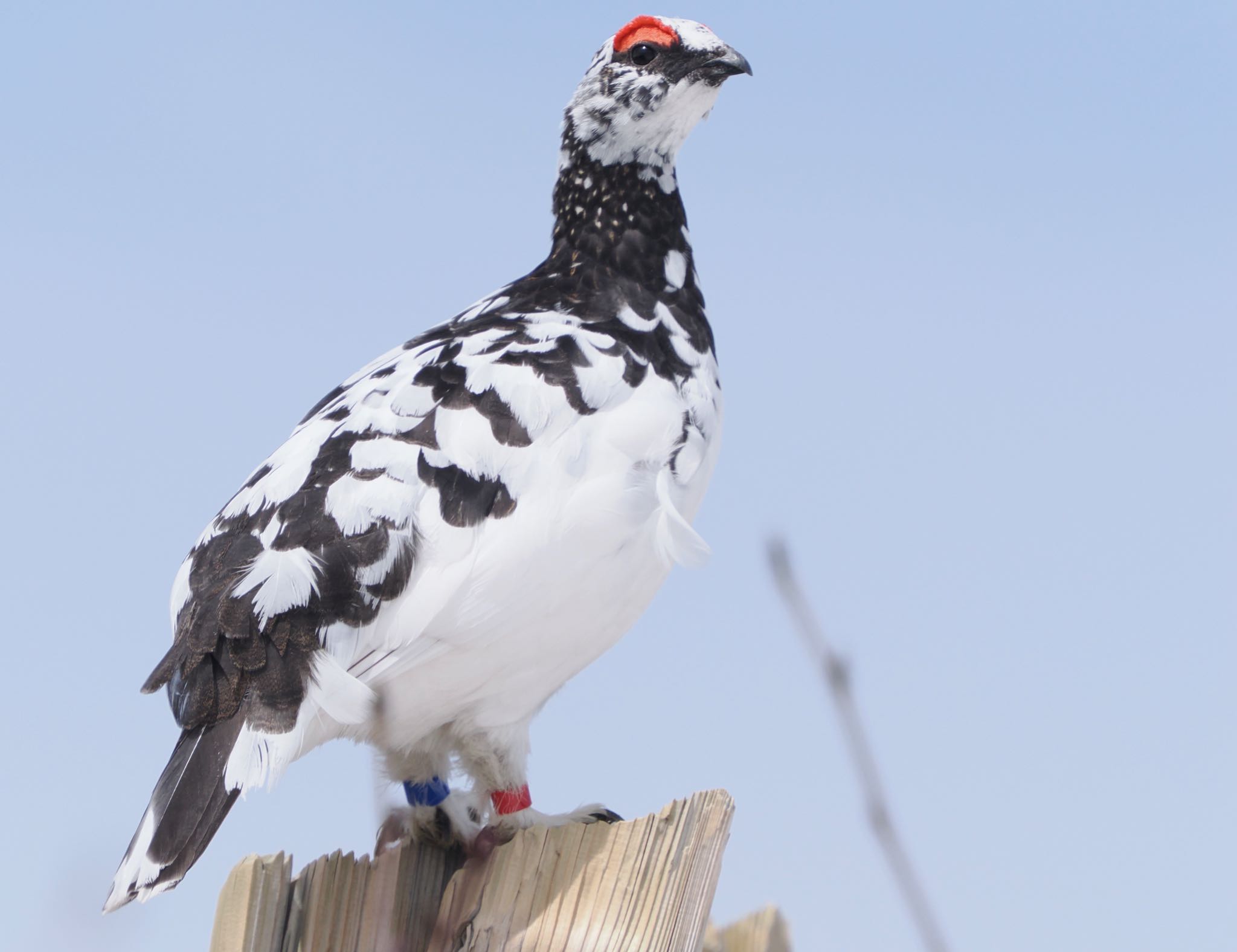 Photo of Rock Ptarmigan at Murododaira by okamooo