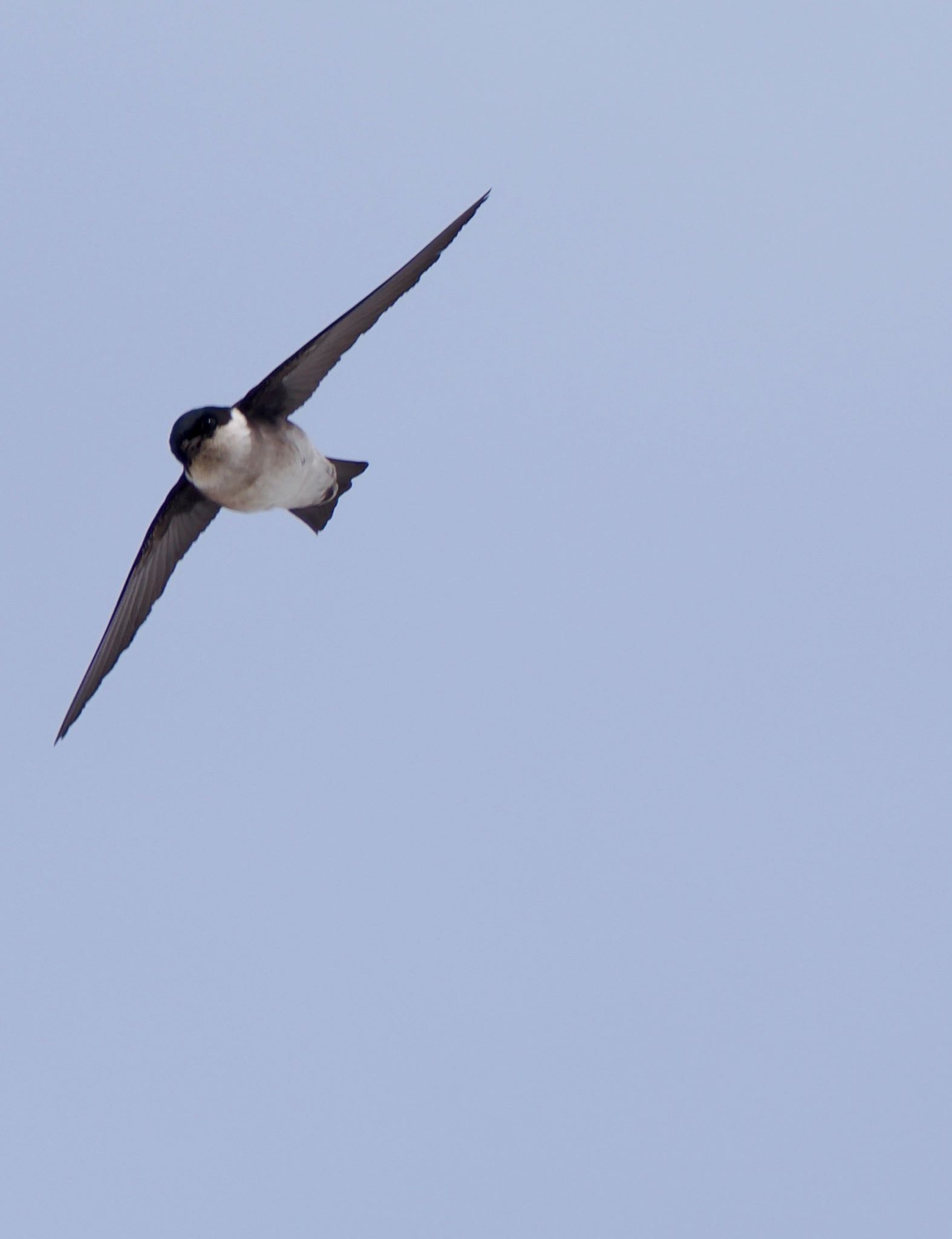 Asian House Martin