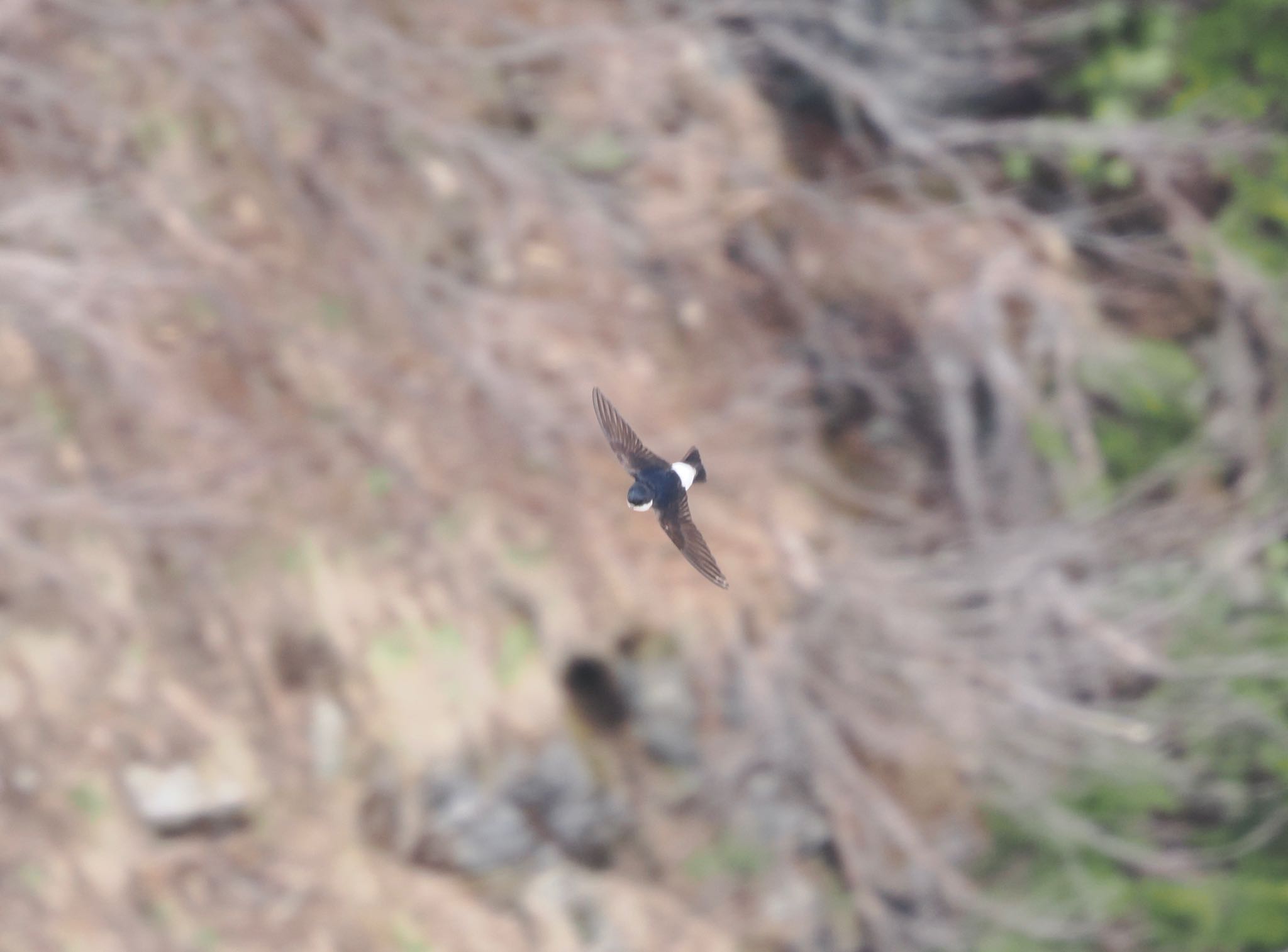 Asian House Martin