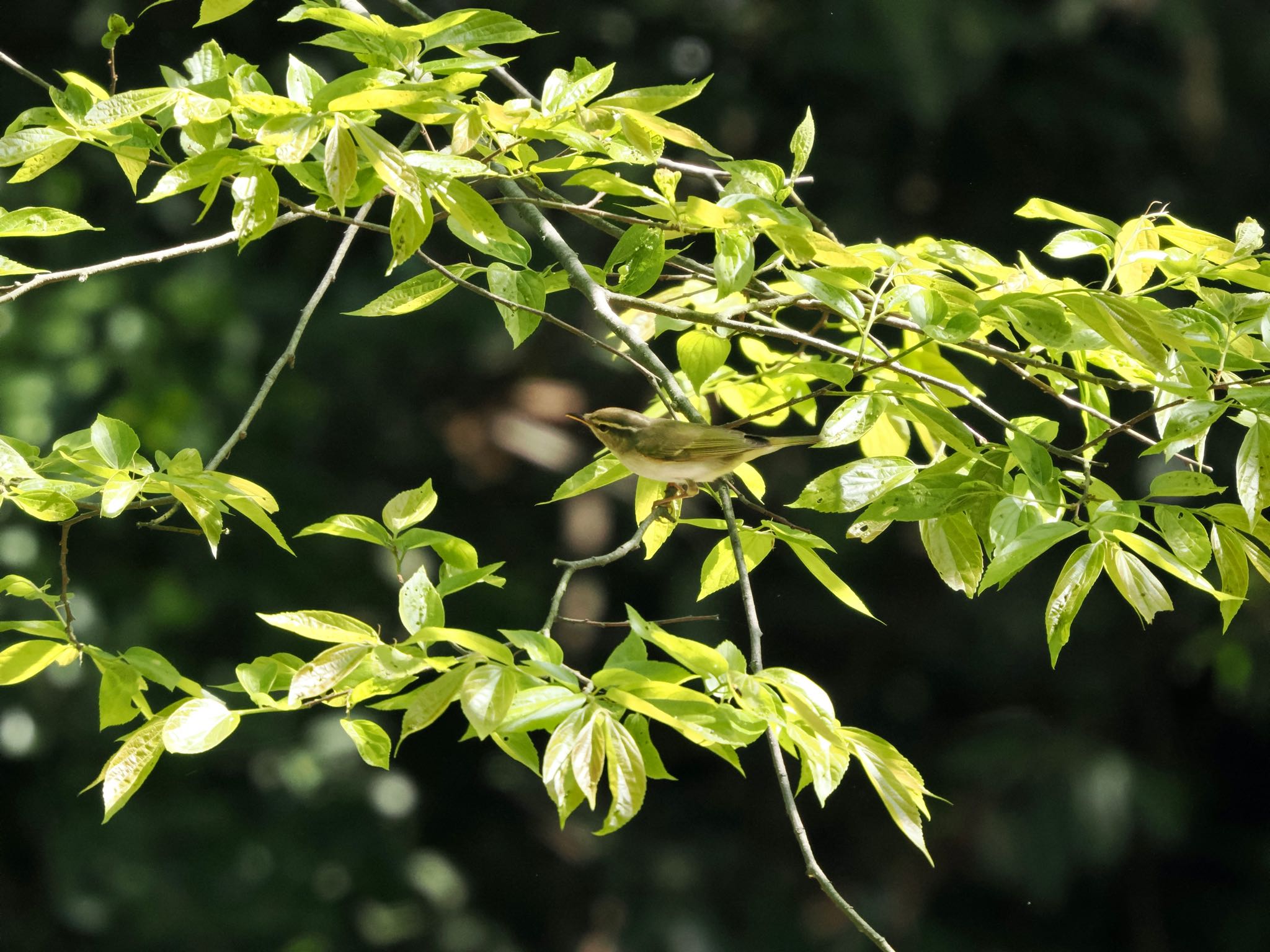 Eastern Crowned Warbler