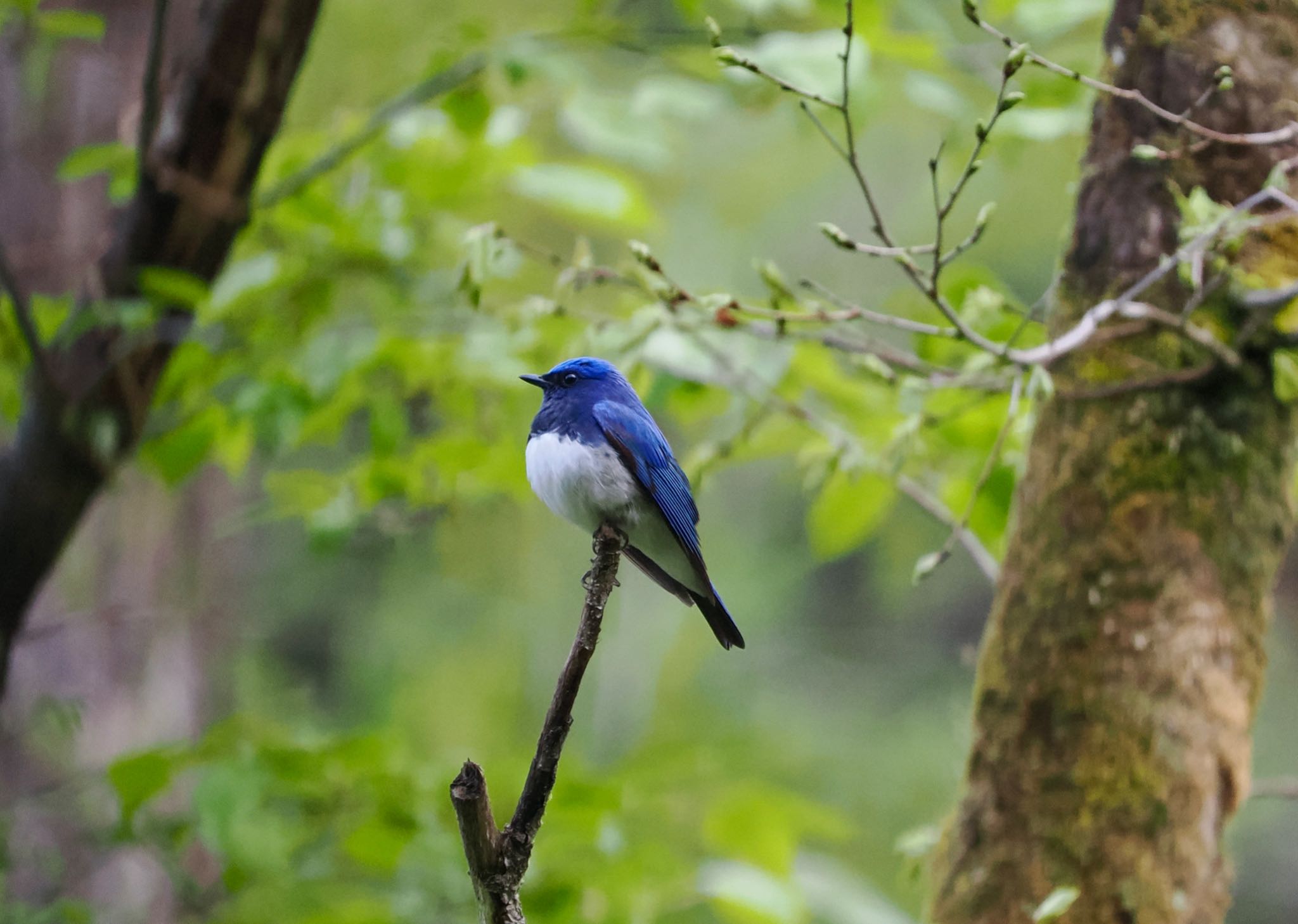 軽井沢野鳥の森 オオルリの写真 by okamooo