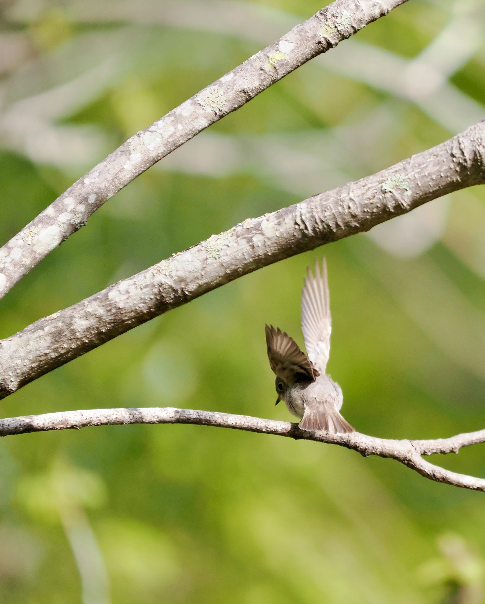 軽井沢野鳥の森 コサメビタキの写真 by okamooo