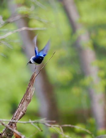 2022年5月7日(土) 軽井沢野鳥の森の野鳥観察記録