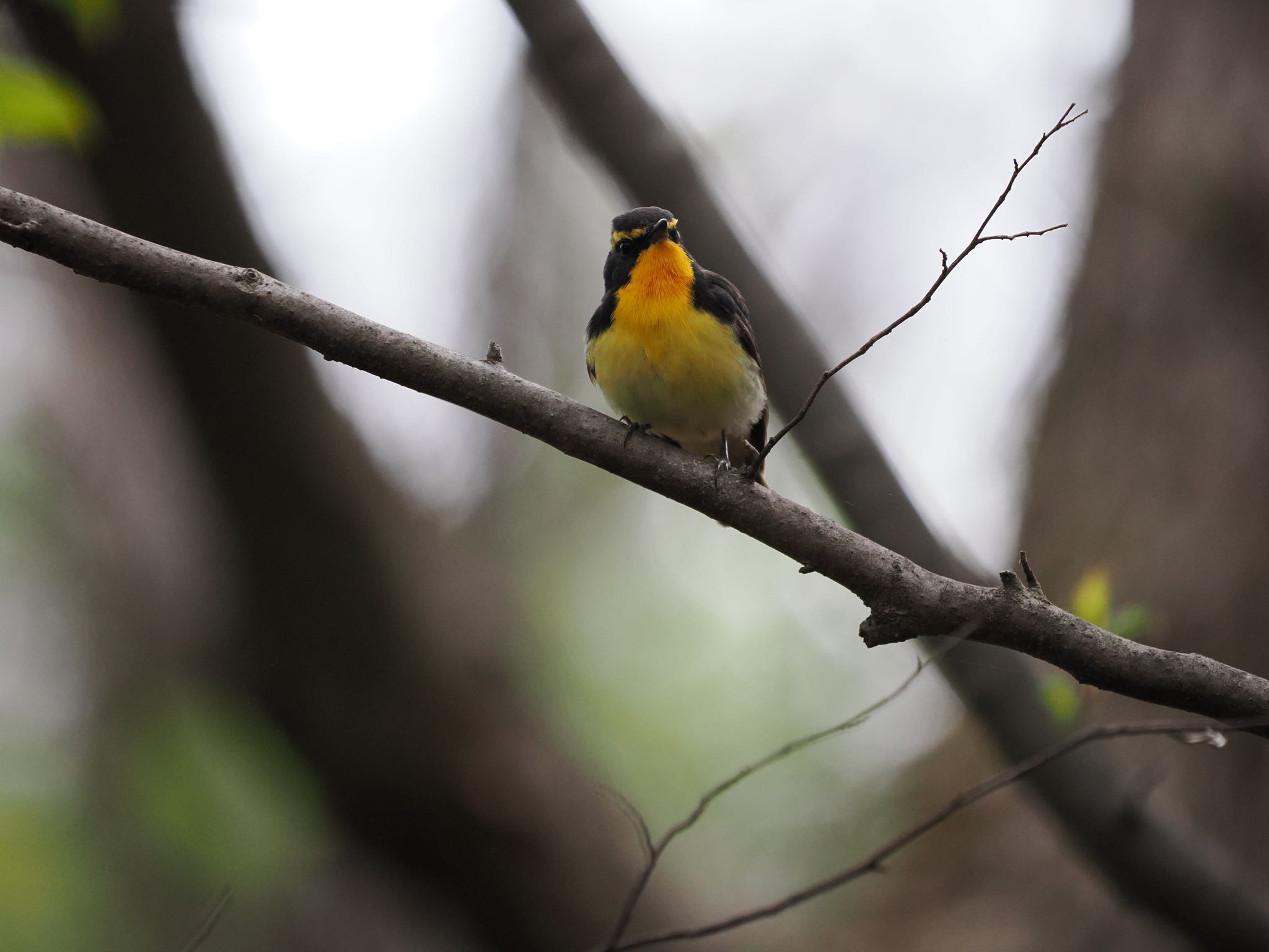 軽井沢野鳥の森 キビタキの写真 by okamooo