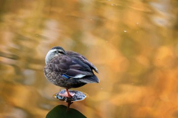 カルガモ 三ツ池公園(横浜市鶴見区) 2021年12月19日(日)