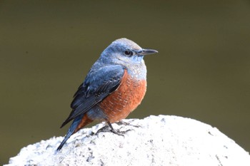 Blue Rock Thrush 東京都港区 Sat, 2/24/2018