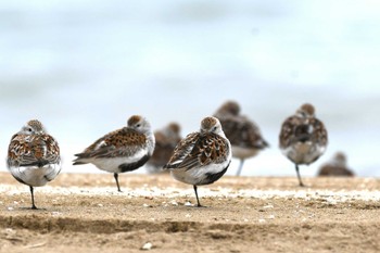 Dunlin 千里浜(石川県羽咋市) Mon, 5/9/2022