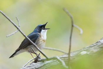 Siberian Blue Robin Asahiyama Memorial Park Thu, 5/13/2021