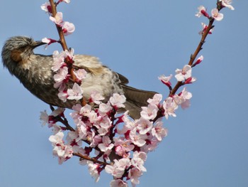 2022年3月25日(金) 黒目川の野鳥観察記録